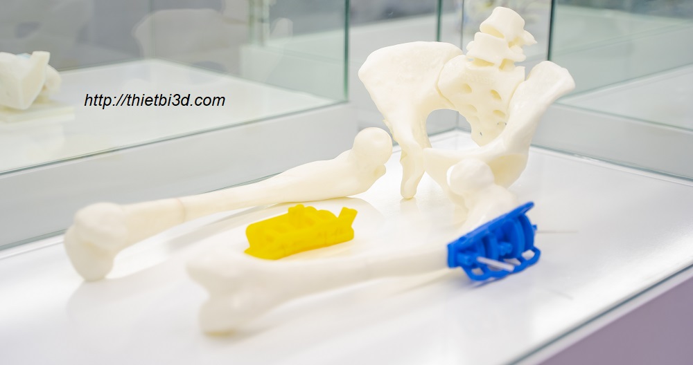 Mô hình xương 3D